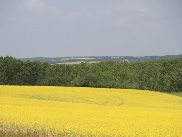 In a recent DTN 360 Poll, 61% of respondents indicated that they do not side with Statistics Canada on the year-over-year decline in seeded canola acres, following the April 27 seeded acre estimate of 21.4 million acres, down 7% from 2017. The next round of estimates are set for release by Statistics Canada on June 29. (DTN photo by Elaine Shein)
